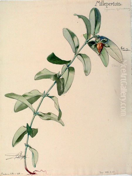 Etude de millepertuis - view 1