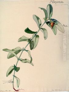 Etude de millepertuis by Henri Berge
