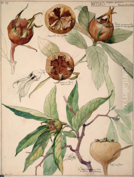 Etude de nefles - view 1