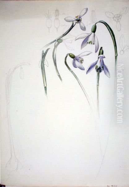 Etude de perce-neige - view 1