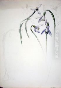 Etude de perce-neige by Henri Berge