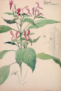 Etude de peristrophe by Henri Berge