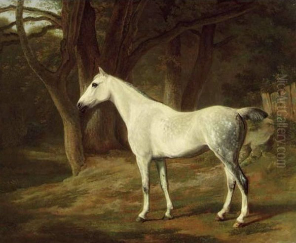 A grey hunter in a wooded landscape / Forest Dapple - view 1