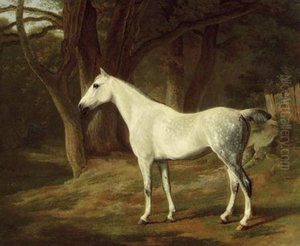 A grey hunter in a wooded landscape / Forest Dapple