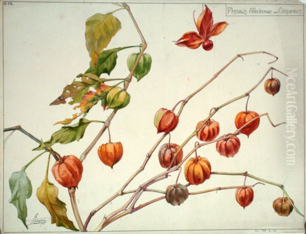 Etude de physalis alkekenge ou coqueret - view 1