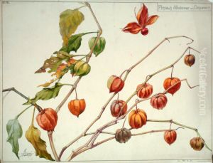 Etude de physalis alkekenge ou coqueret by Henri Berge