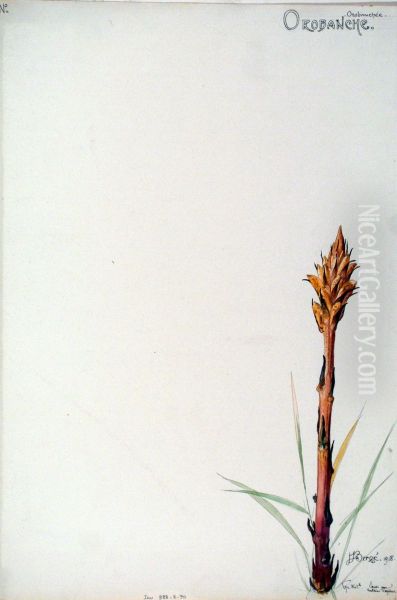 Etude de Orobanche - view 1