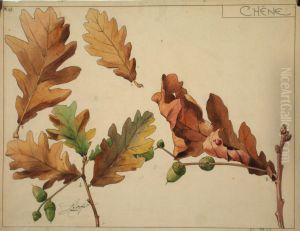 Etude botanique de chene