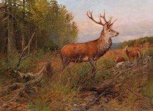Red Deer On the Lookout