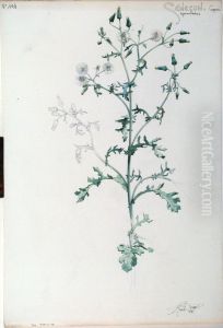 Etude de Senecon by Henri Berge
