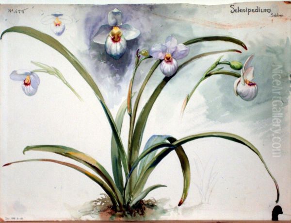 Etude de Selenipedium - view 1
