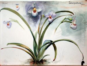 Etude de Selenipedium by Henri Berge