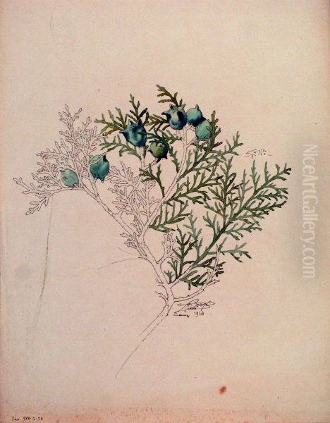 Etude de Thuya - view 1
