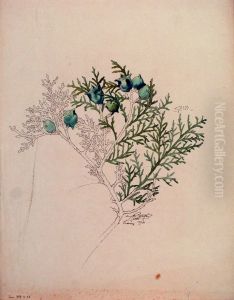 Etude de Thuya by Henri Berge