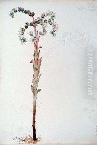 Etude de Sedum - view 1