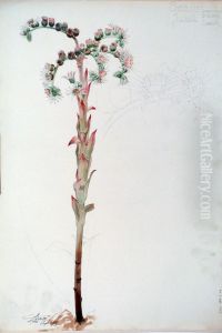 Etude de Sedum by Henri Berge