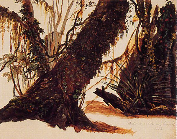 Estudio de arboles de Llanquihue - view 1