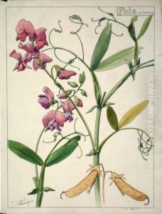 Etude de pois de senteur Etude de pois de senteur