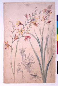 Etude de Montbretia Etude de Montbretia
