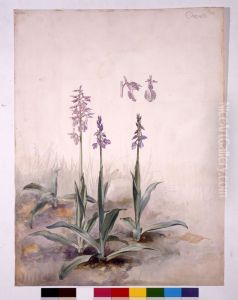 Etude d'Orchis