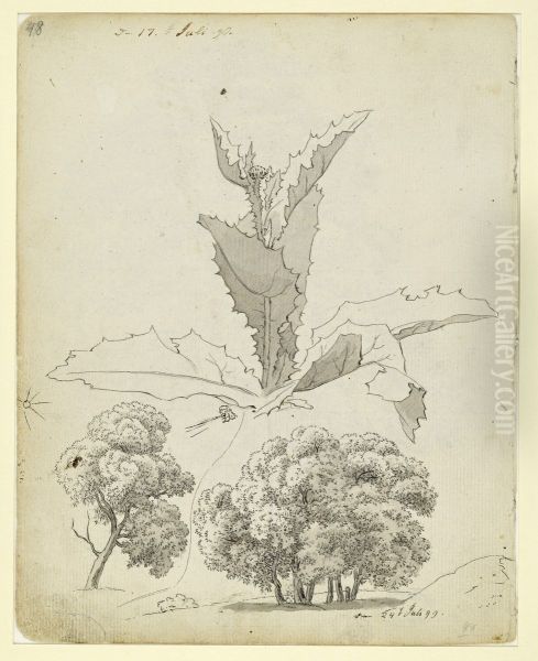 Distel und zwei Baumstudien - view 1