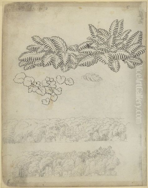 Pflanzenstudie (Farn) und Laubwald - view 1
