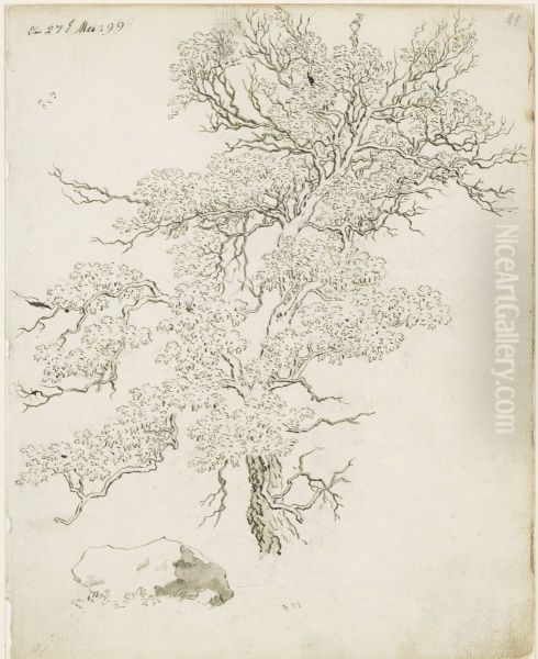 Baumstudie, darunter Felsblock - view 1