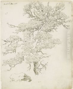 Baumstudie, darunter Felsblock by Caspar David Friedrich