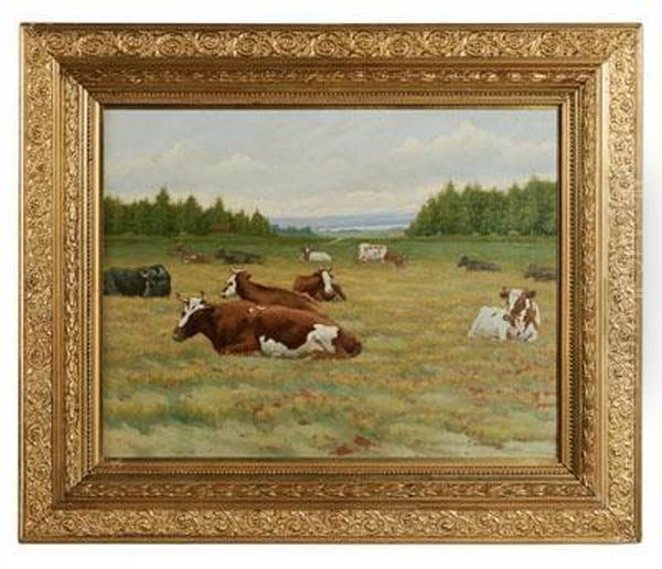Cows Resting In A Pasture - view 1