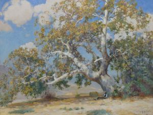 California Sycamore by Mathias Alten