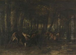 Le Rut du printemps. Combat de cerfs