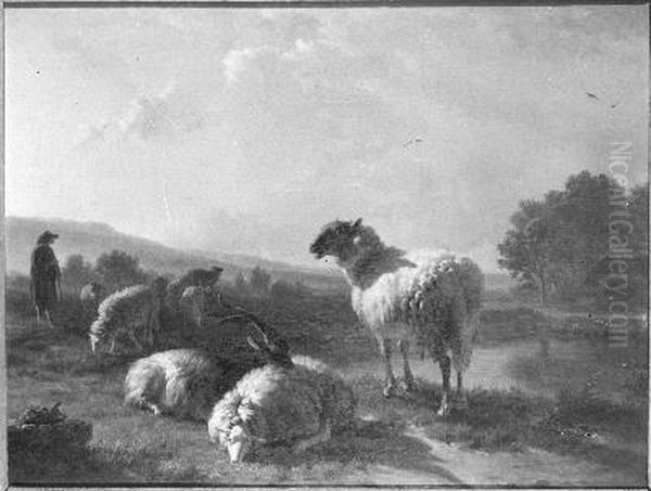 Schapen - view 1
