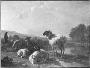 Schapen