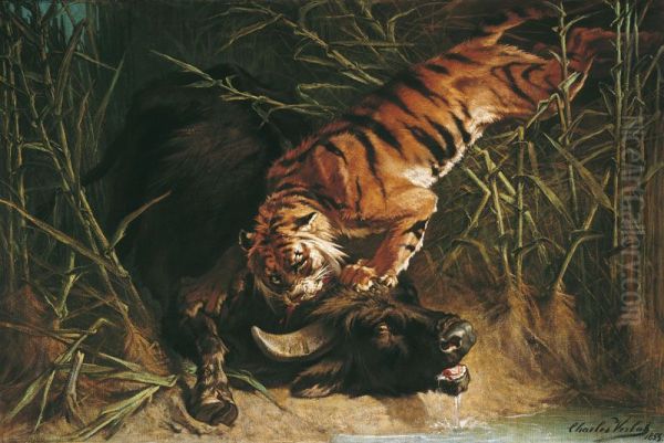 Buffle surpris par un tigre - view 1