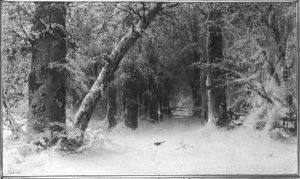 Bos in de winter