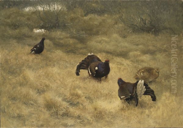Blackgame in Springtime - view 1