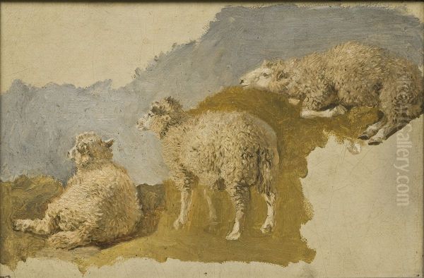 Three Sheep. Study - view 1