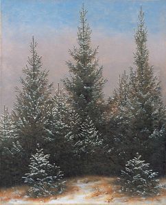 Fichtendickicht im Schnee (aus der Dresdner Heide I)