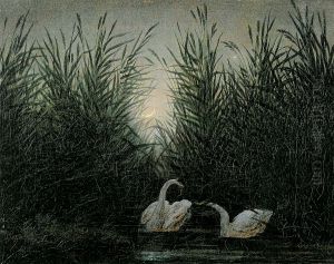 Swans in the Reeds