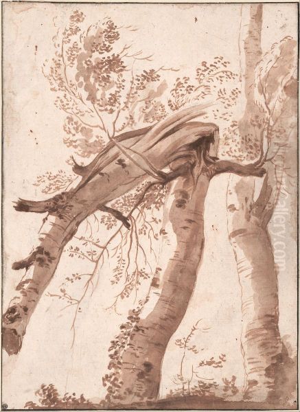 Two Silver Birches, the Front One Fallen - view 1