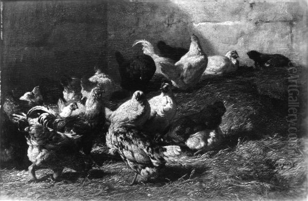 Chickens - view 1