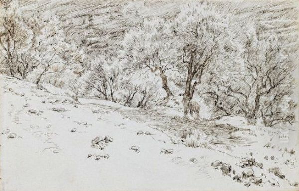Olive Trees, Valley of Hinnom - view 1