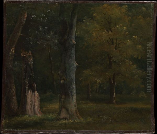 Trees in the Bois de Boulogne, Paris - view 1