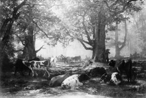 Woodland and Cattle