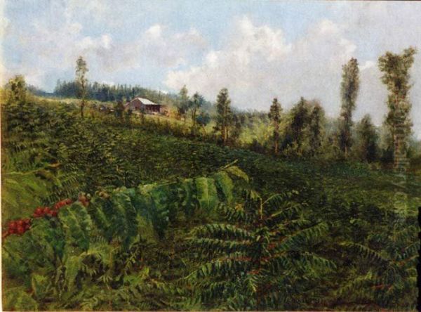Coffee Plantation, Puna - view 1