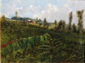 Coffee Plantation, Puna