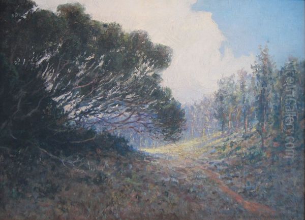 Trees, Kokee, Kauai - view 1