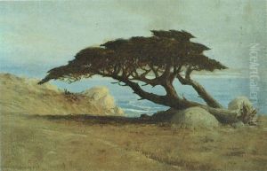 'Witch Tree, Carmel'