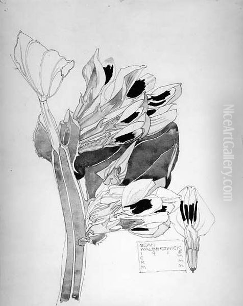 Black Bean, Walberswick - view 1