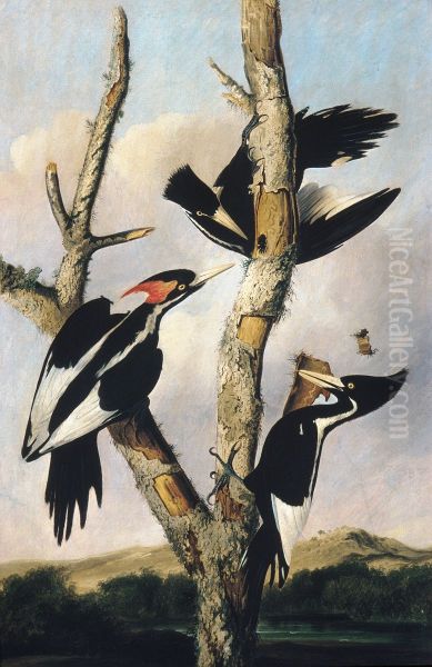 Ivory-billed Woodpeckers - view 1